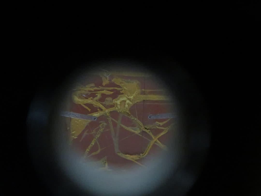 Ludwig 5 Piece Mahogany Cortex Wood Drum Set Serial #1026122