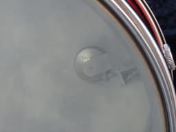 Rogers Luxor 5 x 14 Sparkling Red Pearl Wood Snare Drum 1960's Serial #13364 Rogers Luxor 5 x 14 Sparkling Red Pearl Wood Snare Drum 1960's Serial #13364